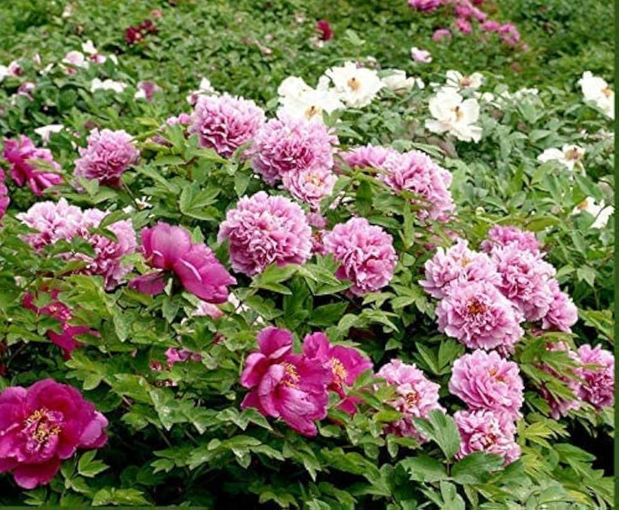 Chinese bonsai peony flower seeds