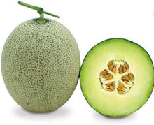 MuskMelon Seeds (Cucumis melo) for a sweet addition to the home orchard