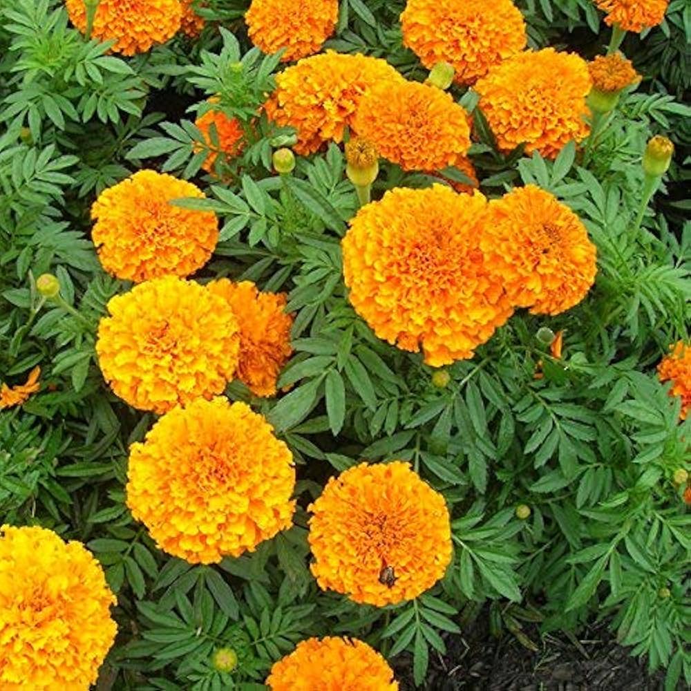 Marigold Tagetes Erecta Seeds for planting in vegetable garden