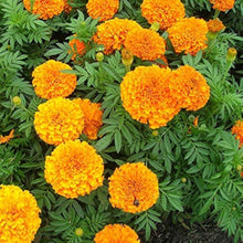 Marigold Tagetes Erecta Seeds for planting in vegetable garden