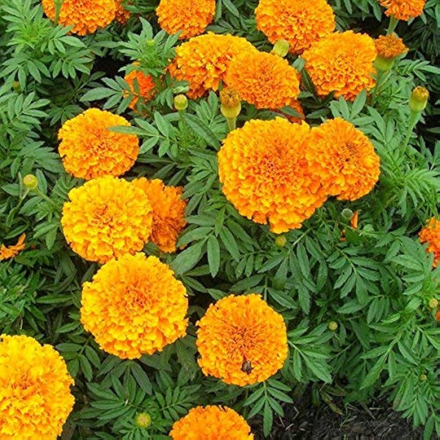 Marigold Tagetes Erecta Seeds for planting in vegetable garden