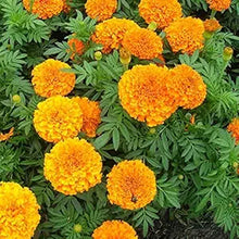 Light Orange Marigold (Tagetes erecta) flower seeds for garden