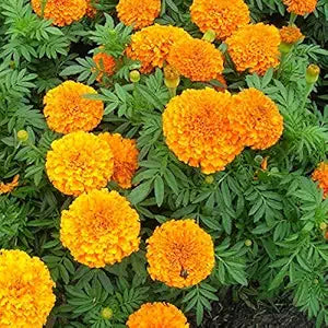 Light Orange Marigold (Tagetes erecta) flower seeds for garden