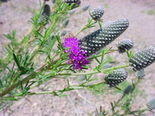 Light Purple Prairie Clover (Dalea Purpurea Seeds for growers seeking a long-blooming display