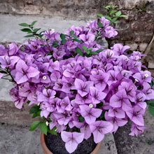 Bougainvillea (Bougainvillea spp.) for colorful patio and trellis planting