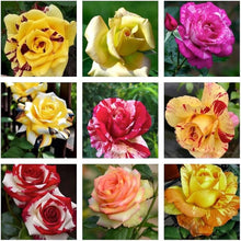 Agrostemma Rose Seeds for gardeners building out beds and borders