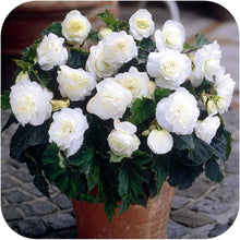 Go Go White begonia Seeds (Begonia semperflorens) for colorful blooms in the home gardens