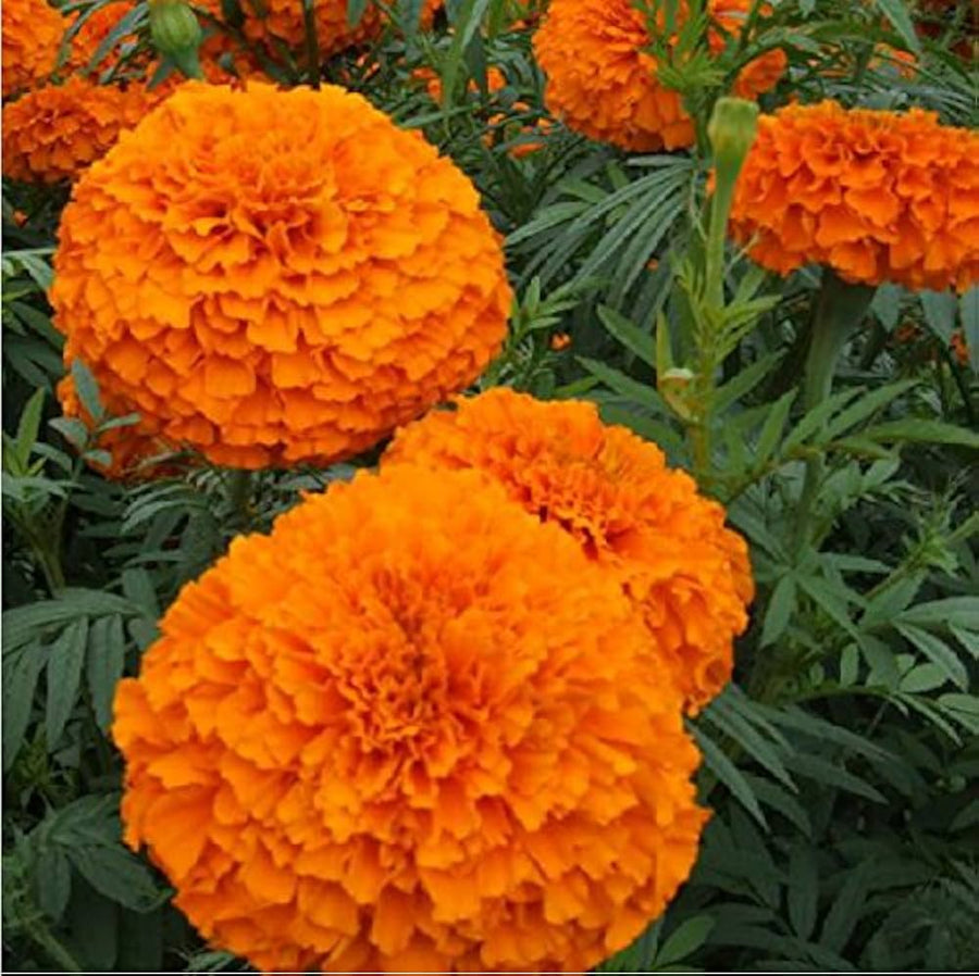 African Marigold (Tagetes erecta) seeds for garden flower beds