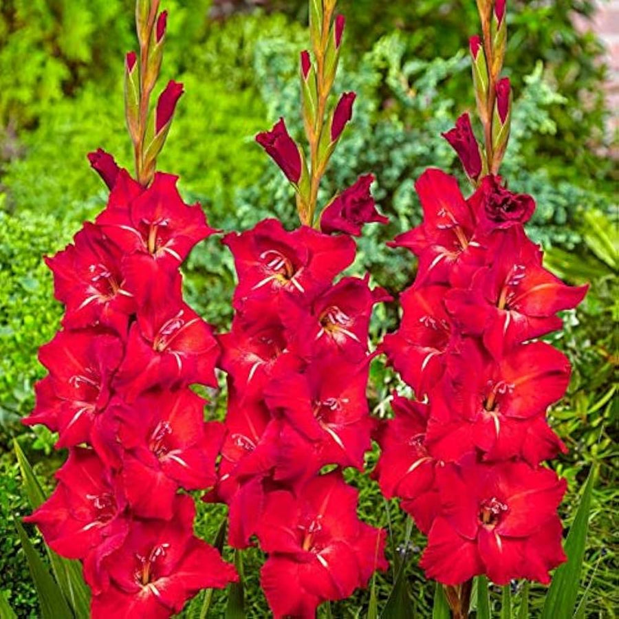Red gladiolus flower seeds