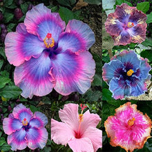 Blue Pink Purple Hibiscus Seeds for seasonal color across the Decorative Garden Planting