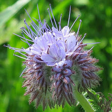Light Purple Rainfarn Seeds for seasonal color across the Garden