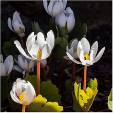 Bloodroot Wildflower Seeds (Sanguinaria canadensis) for colorful blooms in the Woodland Garden & Landscape