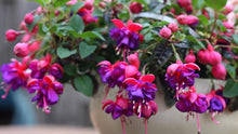 Multicolor Fuchsia Lantern Flower Indoor & Balcony Plant Seeds for a colorful addition to any planting