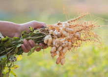 Champ Peanut Seeds (Arachis hypogaea) for seasonal color across the home gardens and edible patches