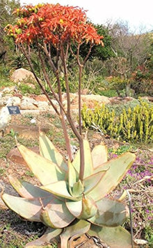 Aloe Striata Coral Exotic Garden Succulent Seeds (Aloe striata) for low-maintenance growing in the Flower Bed