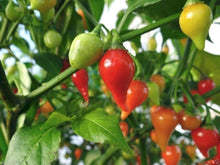 Australian Lantern Red Pepper Seeds (Capsicum baccatum) prized among growers for backyard Gardening