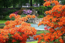 Azalea Flower ��������� Rhododendron spp. ��������� for planting in orange garden