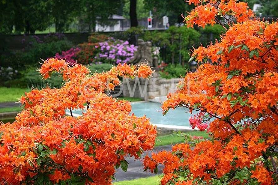 Azalea Flower ��������� Rhododendron spp. ��������� for planting in orange garden