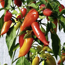 Ungarische Entbrennen Pepper Seeds known for spicy Hungarian Heat