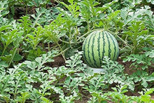 Melone Chayka Seeds for a lasting display in the vegetable patch