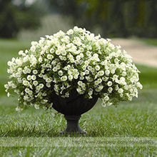 Petunia Petunia Hybrida flower Seeds for colorful blooms in the home garden containers and indoor pots