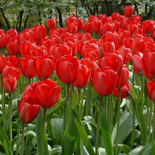 M et of Perfection Tulip Seeds from Saavyseeds  Ornamental Garden Plant for Home Gardening