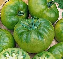 Tomato Garden for planting in home garden.