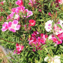 Godetia Double Mix Seeds for a bright addition to the home garden flower patch