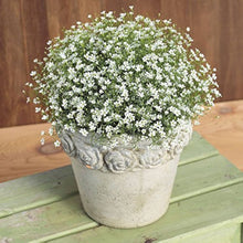 Happy Farm Gypsophila Sky Stars Seeds prized for decorative Perennial Flower Plants