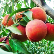 Bonsai Peach Tree Seeds for growers planting the Bio Blooming Fruit Garden ( pc