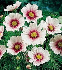 Cosmos Daydream Seeds (Cosmos bipinnatus) for growers filling out the balcony pots and seasonal planting
