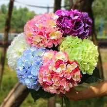 Hydrangea Hell Bi-Color Mix Seeds for vertical growth across the Vibrant Garden Blooms