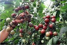 Black Tomato Seeds for home growers seeking a reliable harvest