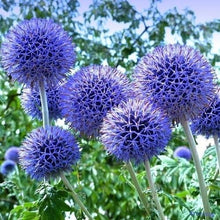 Blue Globe Thistle (Echinops Ritro) Seeds for a colorful addition to any planting