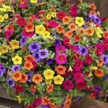 Petunia Seeds (Petunia spp.) for a bright addition to the Flower Garden House