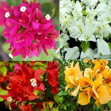 Bougainvillea Seeds (Bougainvillea spp.) for seasonal color across the Tropical Garden