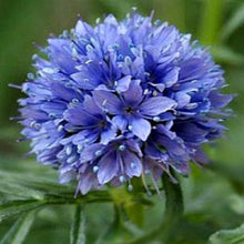 Globe Gilia Gilia Capitata Seeds for a bright addition to the Pollinator Flower Bed