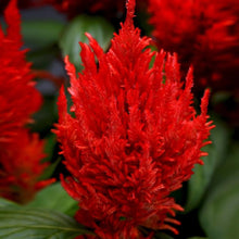 Scarlet Seeds (Ipomoea hederifolia) for colorful blooms in the Flower Garden