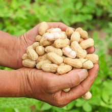 Organic Peanut Seeds (Arachis hypogaea) for a lasting addition to the Home Garden Growing
