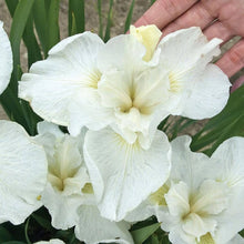 Iris Seeds (Iris germanica) for a bright addition to the backyard garden or home flower beds