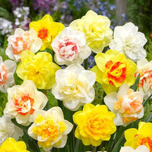 Light Yellow and Pink Daffodil (Narcissus spp.) for double petal garden planting