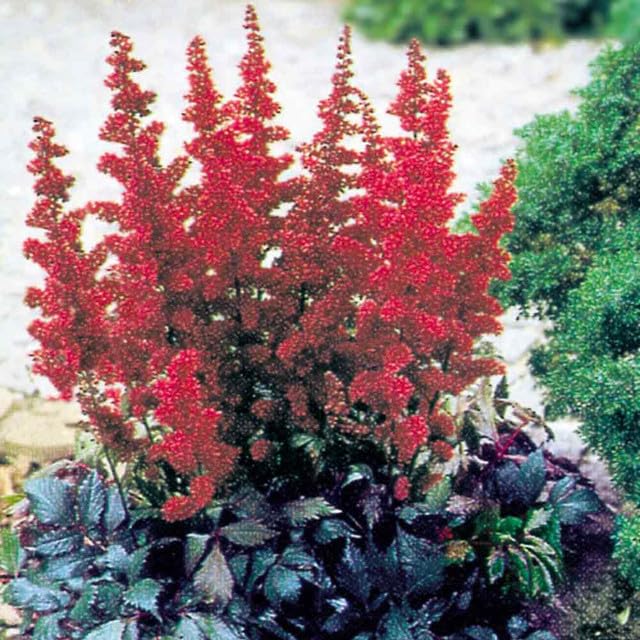 Red astilbe ��������� Astilbe chinensis ��������� for planting in shade gardens and flower borders