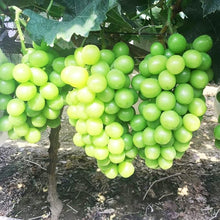 Bonsai Green Grape Seeds (Vitis vinifera) for growers wanting a homegrown harvest