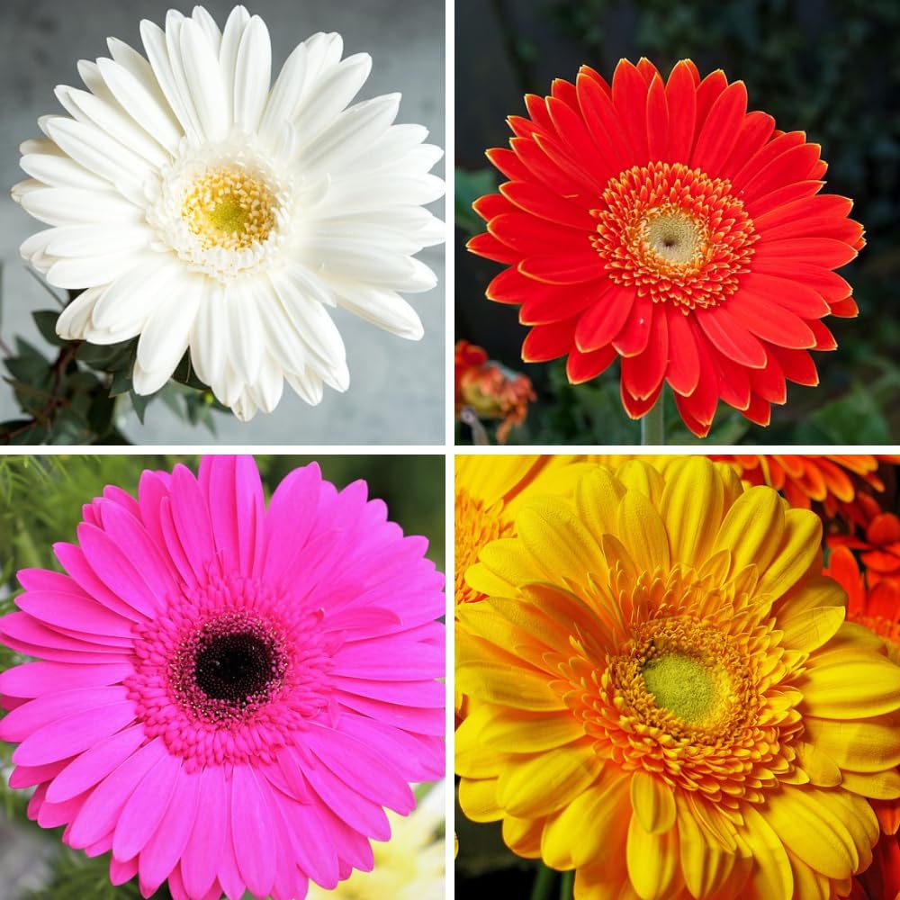 Gerbera Hybrids Gerbera jamesonii mixed flower seeds for indoor pots - for planting in home garden