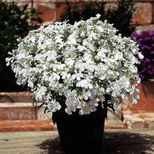Lobelia Erinus White Lady Seeds for growers seeking a long-blooming display