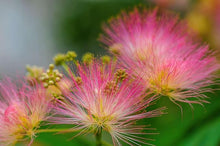 Albizia Seeds for long-term planting in the yard