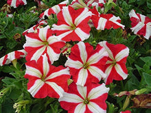 Petunia Petunia Hybrida Climbing Hybrid Flower Seeds for Planting – Vertical Garden Variety for Fences and Hanging Pots