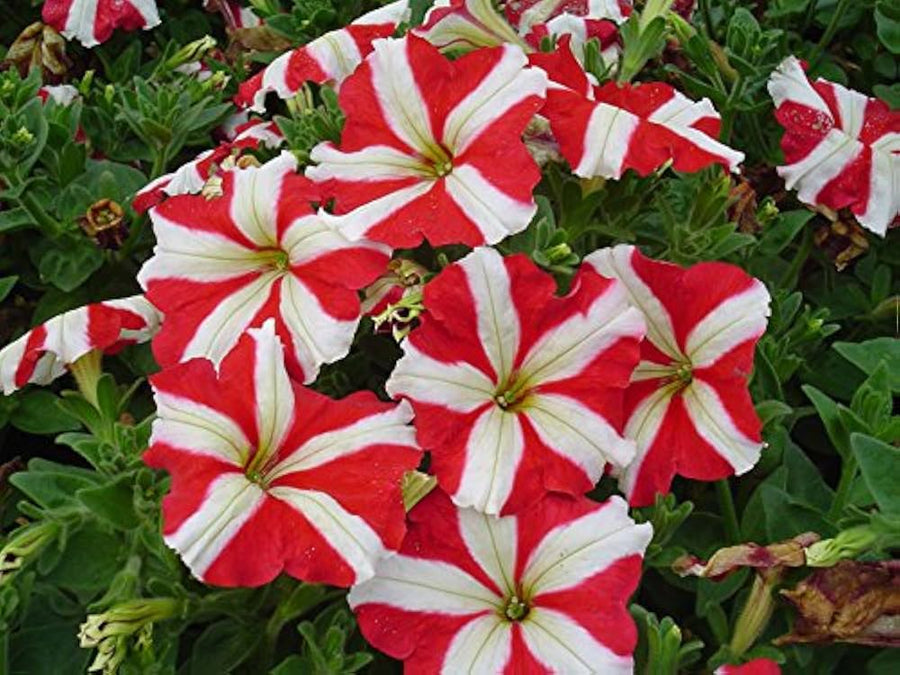 Petunia Petunia Hybrida Climbing Hybrid Flower Seeds for Planting – Vertical Garden Variety for Fences and Hanging Pots
