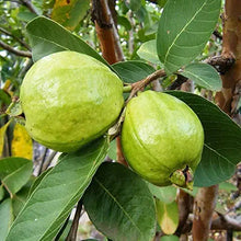 Organic Guava Seeds for growers wanting a homegrown harvest