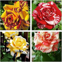 Agrostemma githago ��������� Rose blooms for planting in decorative garden borders